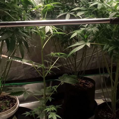Cotton candy cane and G.R.E.A.M growlog timeline photo