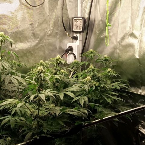 Cotton candy cane and G.R.E.A.M growlog timeline photo