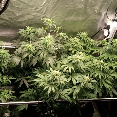 Cotton candy cane and G.R.E.A.M growlog timeline photo