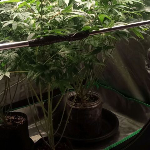 Cotton candy cane and G.R.E.A.M growlog timeline photo