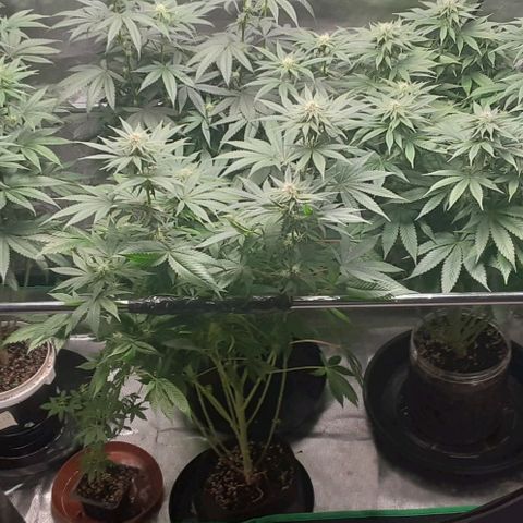 Cotton candy cane and G.R.E.A.M growlog timeline photo