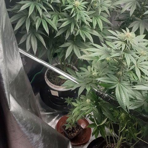 Cotton candy cane and G.R.E.A.M growlog timeline photo