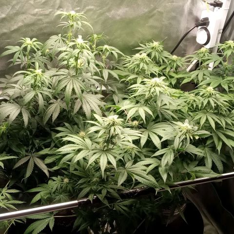 Cotton candy cane and G.R.E.A.M growlog timeline photo