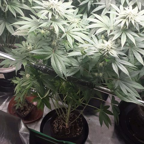 Cotton candy cane and G.R.E.A.M growlog timeline photo