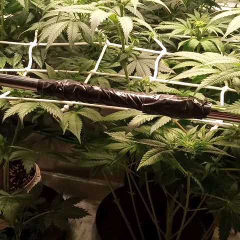 Cotton candy cane and G.R.E.A.M growlog timeline photo