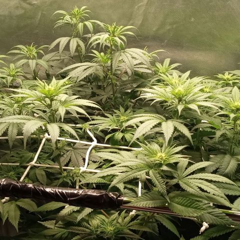 Cotton candy cane and G.R.E.A.M growlog timeline photo