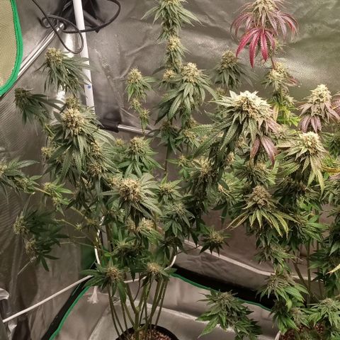 Cotton candy cane and G.R.E.A.M growlog timeline photo