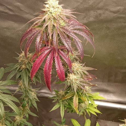 Cotton candy cane and G.R.E.A.M growlog timeline photo