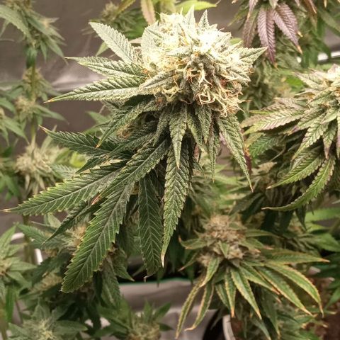 Cotton candy cane and G.R.E.A.M growlog timeline photo