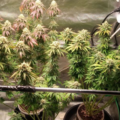 Cotton candy cane and G.R.E.A.M growlog timeline photo