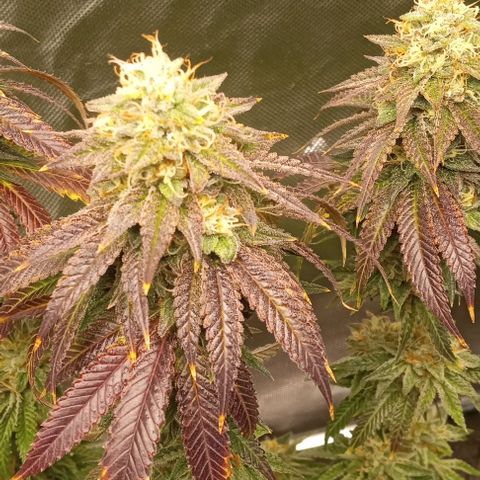 Cotton candy cane and G.R.E.A.M growlog timeline photo