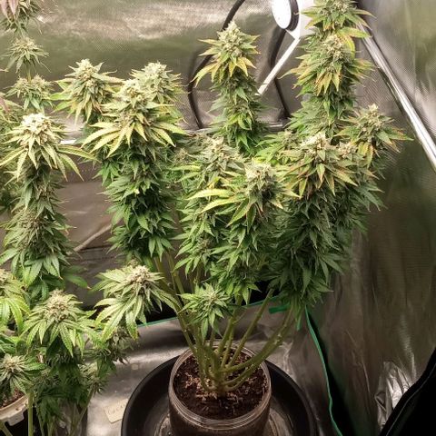 Cotton candy cane and G.R.E.A.M growlog timeline photo