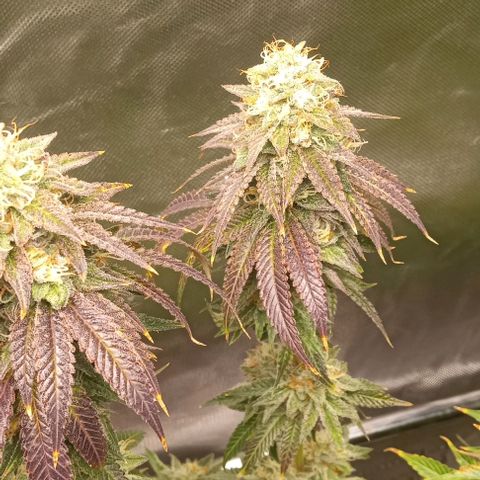 Cotton candy cane and G.R.E.A.M growlog timeline photo