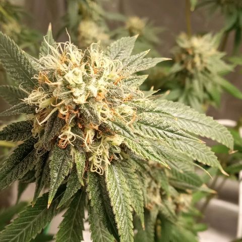 Cotton candy cane and G.R.E.A.M growlog timeline photo