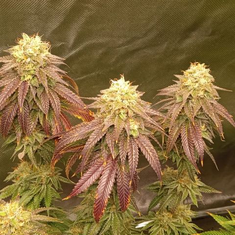 Cotton candy cane and G.R.E.A.M growlog timeline photo