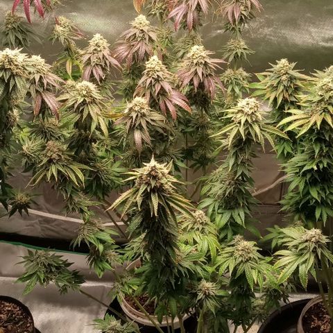 Cotton candy cane and G.R.E.A.M growlog timeline photo