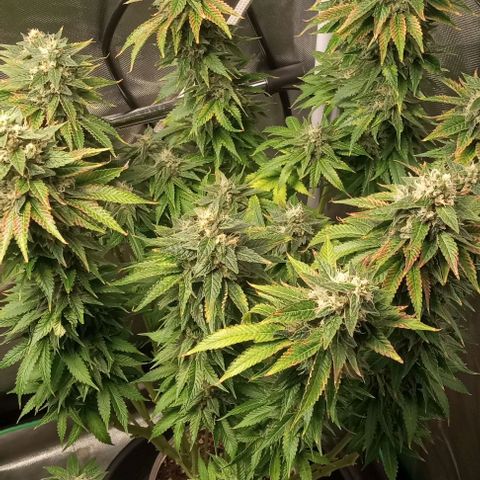 Cotton candy cane and G.R.E.A.M growlog timeline photo