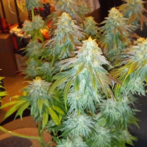 Cotton candy cane and G.R.E.A.M growlog timeline photo