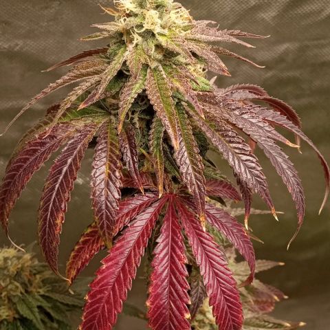 Cotton candy cane and G.R.E.A.M growlog timeline photo