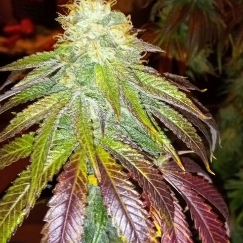 Cotton candy cane and G.R.E.A.M growlog timeline photo