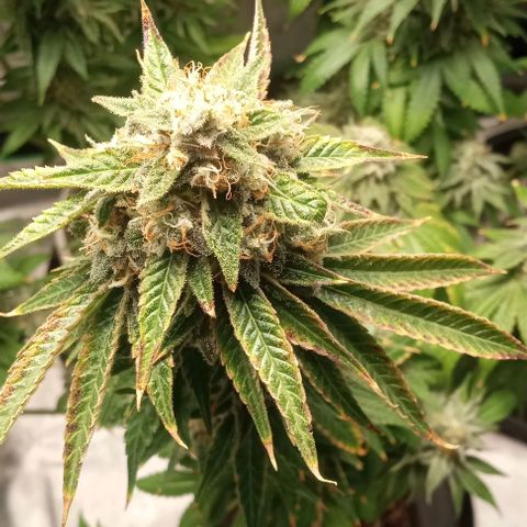 Cotton candy cane and G.R.E.A.M growlog timeline photo