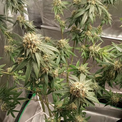 Cotton candy cane and G.R.E.A.M growlog timeline photo