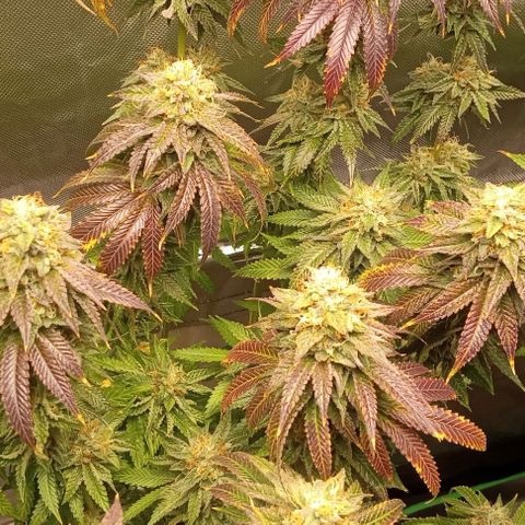 Cotton candy cane and G.R.E.A.M growlog timeline photo