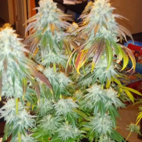 Cotton candy cane and G.R.E.A.M growlog timeline photo
