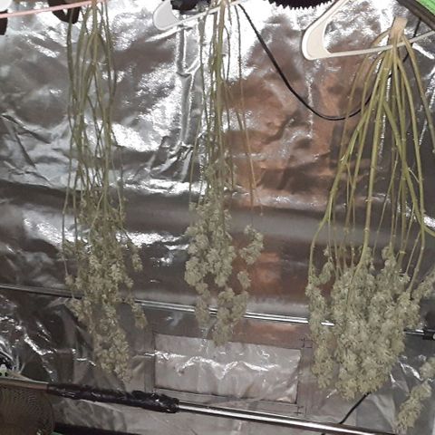 Cotton candy cane and G.R.E.A.M growlog timeline photo