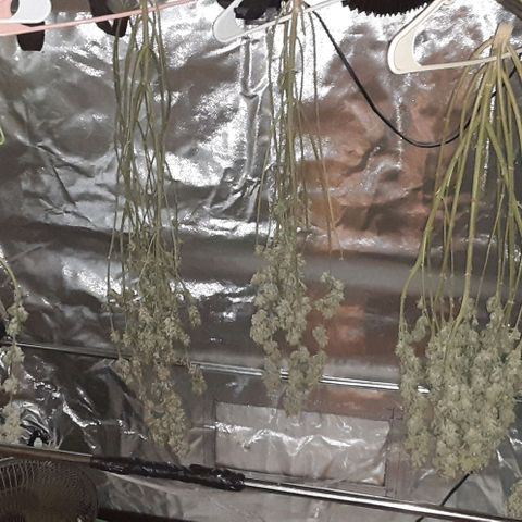Cotton candy cane and G.R.E.A.M growlog timeline photo