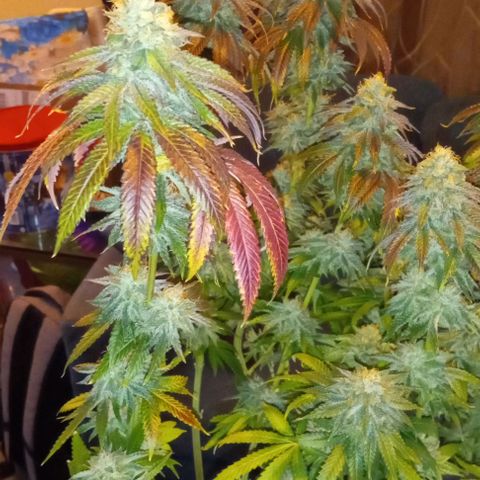 Cotton candy cane and G.R.E.A.M growlog timeline photo