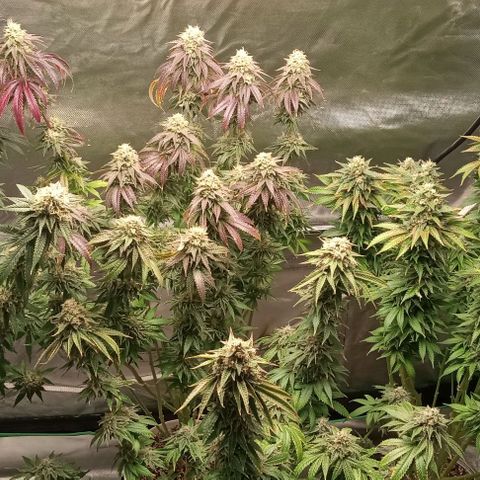 Cotton candy cane and G.R.E.A.M growlog timeline photo