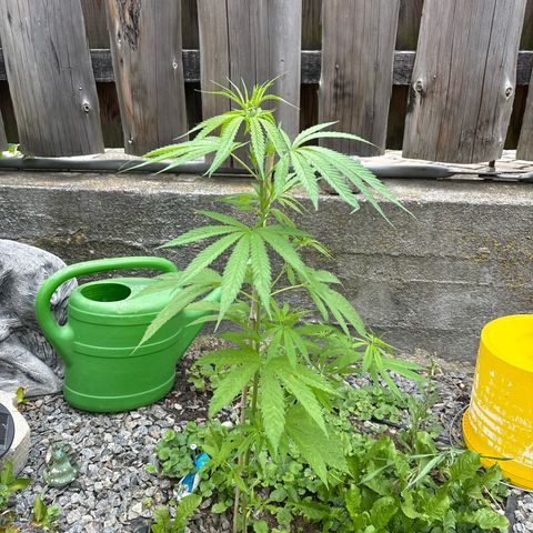 Royal Highness growlog timeline photo
