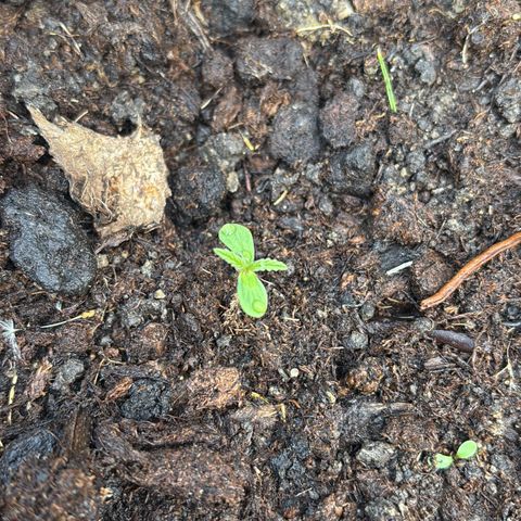 Royal Highness growlog timeline photo