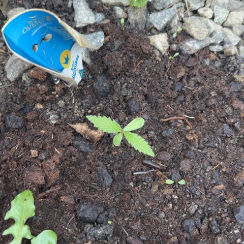 Royal Highness growlog timeline photo