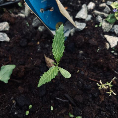 Royal Highness growlog timeline photo