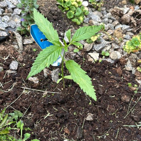 Royal Highness growlog timeline photo