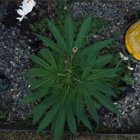 Royal Highness growlog timeline photo