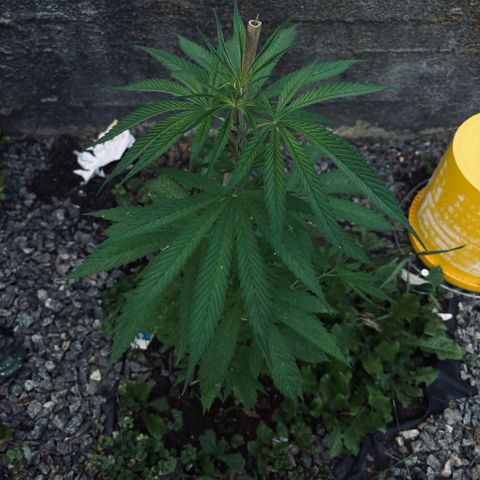 Royal Highness growlog timeline photo