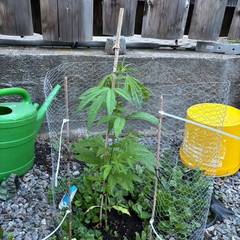 Royal Highness growlog timeline photo