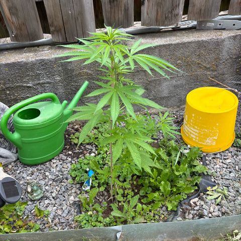Royal Highness growlog timeline photo