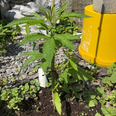 Royal Highness growlog timeline photo