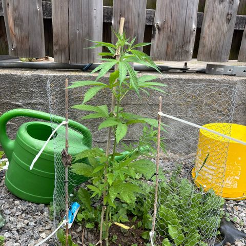 Royal Highness growlog timeline photo