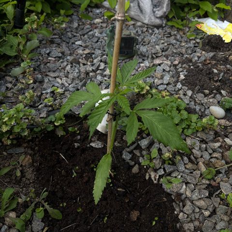 Royal Highness growlog timeline photo
