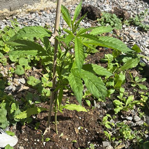 Royal Highness growlog timeline photo