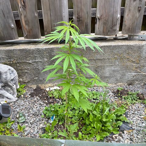 Royal Highness growlog timeline photo