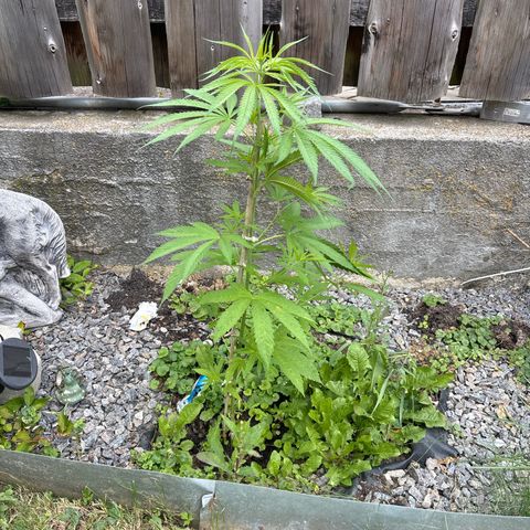 Royal Highness growlog timeline photo