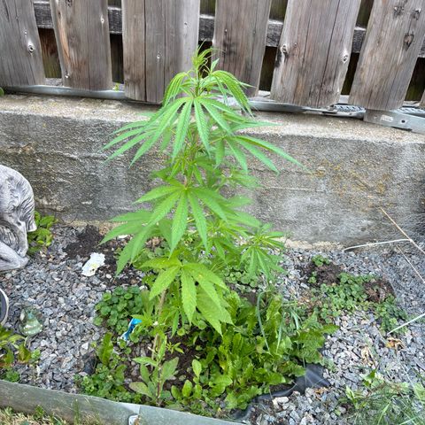 Royal Highness growlog timeline photo