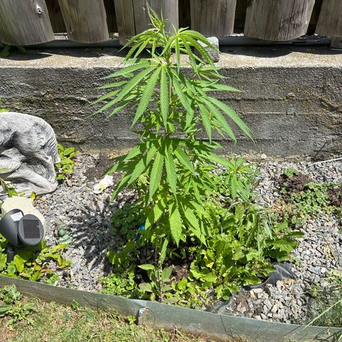 Royal Highness growlog timeline photo