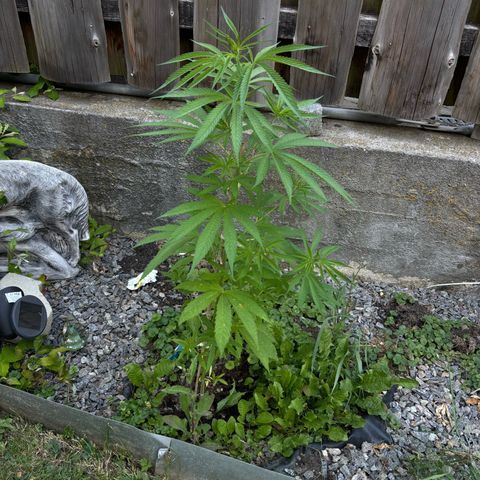 Royal Highness growlog timeline photo